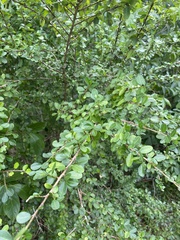 Erythroxylum brevipes