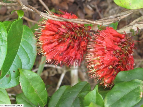 Combretum macrocalyx
