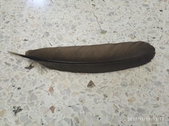 Ortalis ruficauda ruficauda