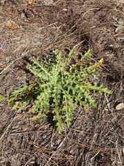Cirsium nuttallii
