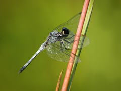 Erythrodiplax paraguayensis