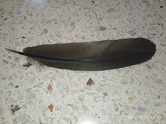 Ortalis ruficauda ruficauda