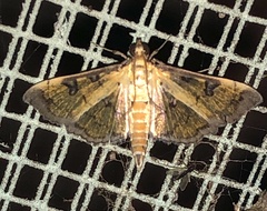 Ategumia ebulealis