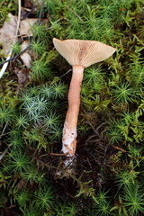Lactarius sphagneti