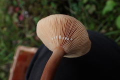 Lactarius sphagneti