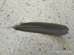 Ortalis ruficauda ruficauda