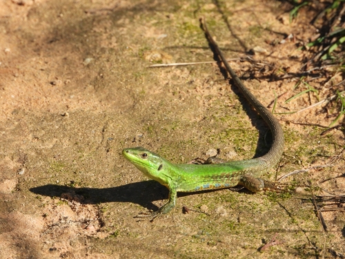 Sicilian Wall Lizard, Trapani, Sicily, IT, photo 10 of 10