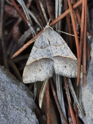 Petrophora convergata