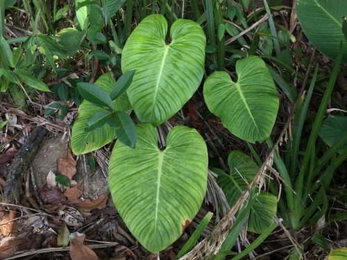 Philodendron (Philodendron ornatum)