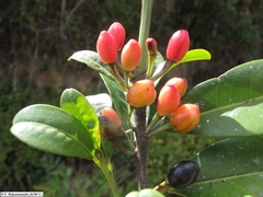 Erythroxylum striiflorum