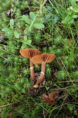 Cortinarius parvannulatus