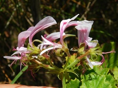 Pelargonium greytonense