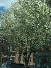 Pyrus calleryana