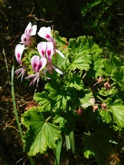 Pelargonium greytonense