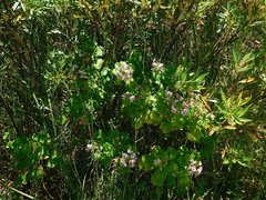 Pelargonium greytonense