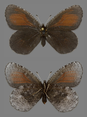 Erebia discoidalis