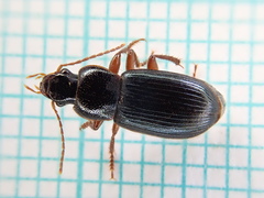 Ophonus azureus