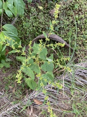 Triumfetta semitriloba