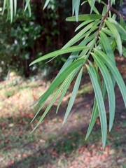 Podocarpus salignus