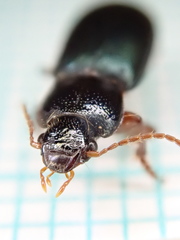 Ophonus azureus