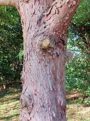 Podocarpus salignus