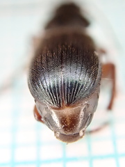 Ophonus azureus