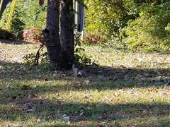 Sciurus carolinensis