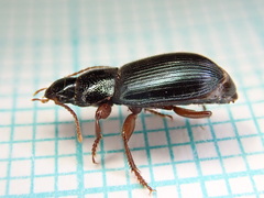 Ophonus azureus