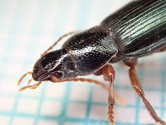Ophonus azureus