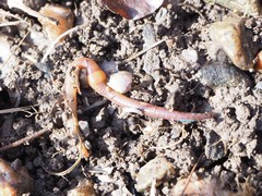 Lumbricus rubellus