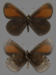 Erebia discoidalis