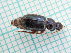 Ophonus azureus