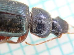 Ophonus azureus