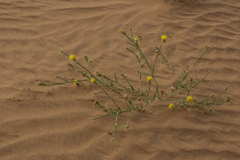 Centaurea pseudosinaica