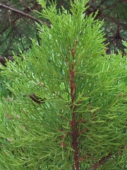 Cupressus torulosa