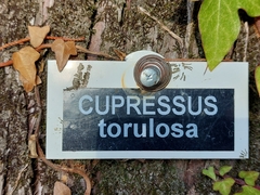 Cupressus torulosa