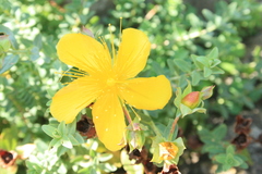 Hypericum olympicum