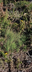 Agrostis curtisii