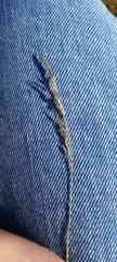 Agrostis curtisii