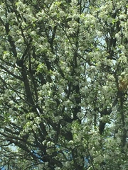 Pyrus calleryana
