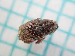 Trichosirocalus