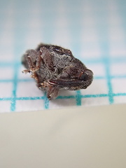 Trichosirocalus