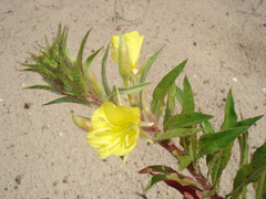 Oenothera oakesiana