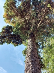 Picea likiangensis