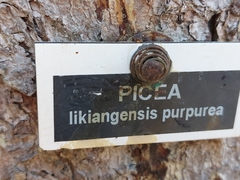 Picea likiangensis