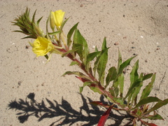 Oenothera oakesiana