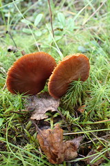 Cortinarius parvannulatus
