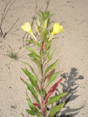 Oenothera oakesiana