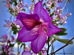 Bauhinia variegata
