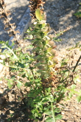 Acanthus hungaricus